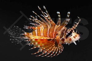 Zebra Zwergfeuerfisch (Dendrochirus zebra)