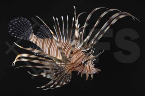 Rotfeuerfisch (Pterois volitans)