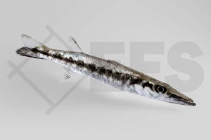 Großer Barrakuda (Sphyraena barracuda)