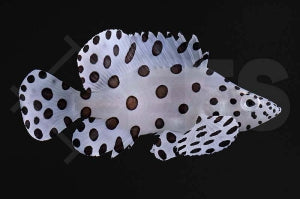 Paddelbarsch (Cromileptes altivelis)