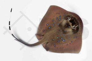 Blaugepunkteter Rochen (Neotrygon kuhlii)