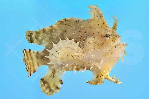 Zottiger Anglerfisch (Antennarius hispidus)