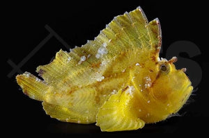 Schaukelfisch 