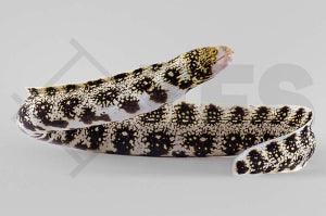 Sternmuräne Echidna nebulosa