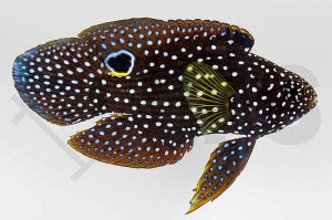 Echter Mirakelbarsch (Calloplesiops altivelis)