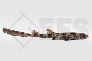Weißgepunkteter Bambushai (Chiloscyllium plagiosum)