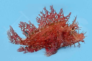Tentakel Drachenkopf (Rhinopias frondosa)
