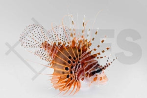 Antennen Feuerfisch (Pterois antennata)