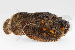 Echter Steinfisch (Synanceia verrucosa)