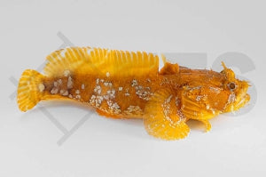 Oranger Krötenfisch (Opsanus beta)
