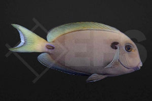 Kreisdorn Doktorfisch (Acanthurus tennentii)