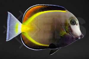 Philippinen Doktorfisch (Acanthurus japonicus)