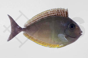 Blauklingen Nasendoktorfisch (Naso hexacanthus)