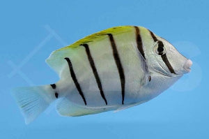 Sträflings Doktorfisch (Acanthurus triostegus)