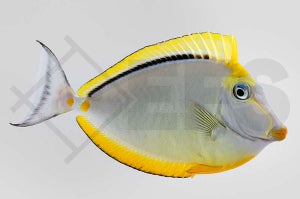 Indischer Gelbklingen Nasendoktorfisch (Naso elegans)