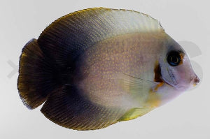 Vroliki Mimikrydoktorfisch (Acanthurus chronixis)