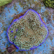 Lade das Bild in den Galerie-Viewer, Montipora undata
