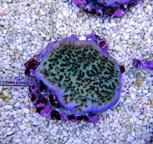Lade das Bild in den Galerie-Viewer, Montipora undata
