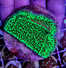 Lade das Bild in den Galerie-Viewer, Montipora undata
