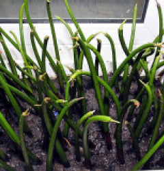 Rhizophora mangle (Samen) (Mangroven)