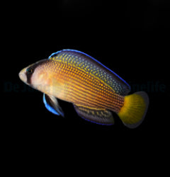 Manonichthys splendens - T.B.