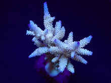 Lade das Bild in den Galerie-Viewer, Acropora spp. (Maricultured) (Premium)
