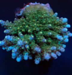 Acropora spp. (Maricultured) (Premium)
