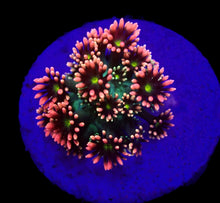 Lade das Bild in den Galerie-Viewer, Goniopora spp. (Master Grade) (frag)
