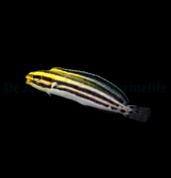 Meiacanthus grammistes - T.B.