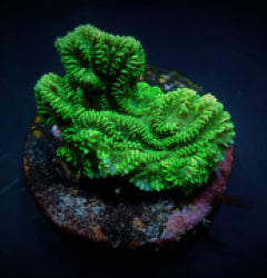 Merulina ampliata (Green) (frag) NZ