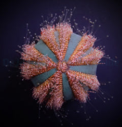 Mespilia globulus (Red)