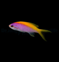 Mirolabrichthys evansi x
