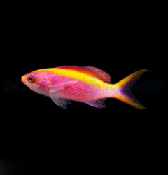 Mirolabrichthys tuka (female)x
