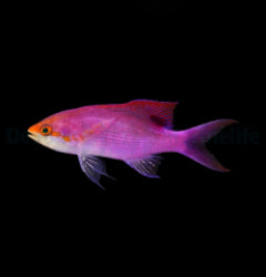 Mirolabrichthys tuka (male) x