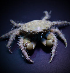 Mithraculus sculptus