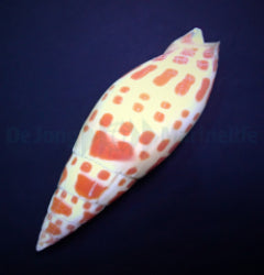 Mitra mitra