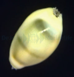 Monetaria moneta