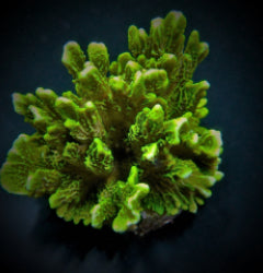 Montipora confusa
