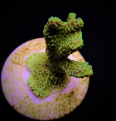 Montipora confusa (frag) NZ