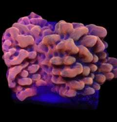 Montipora danae (JF Altered Ego) (frag) NZ