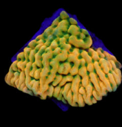 Montipora danae (JF Beach Bum) (frag) NZ