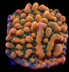 Montipora danae (JF Brain Freeze) (frag) NZ