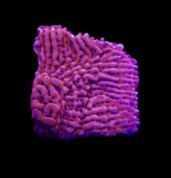 Montipora danae (JF Mean Streak) (frag) NZ