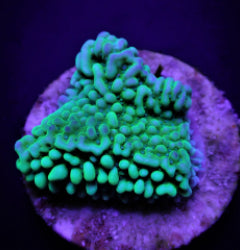 Montipora danae (Premium) (frag) NZ