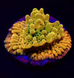 Montipora danae (Ultra) (frag) NZ