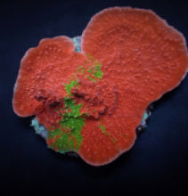 Lade das Bild in den Galerie-Viewer, Montipora foliosa (Grafted)
