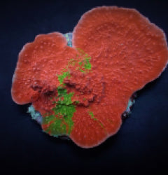 Montipora foliosa (Grafted)