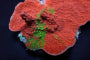 Lade das Bild in den Galerie-Viewer, Montipora foliosa (Grafted)
