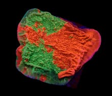 Lade das Bild in den Galerie-Viewer, Montipora foliosa (Grafted)
