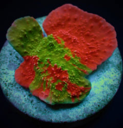 Montipora foliosa (Grafted) (frag) NZ